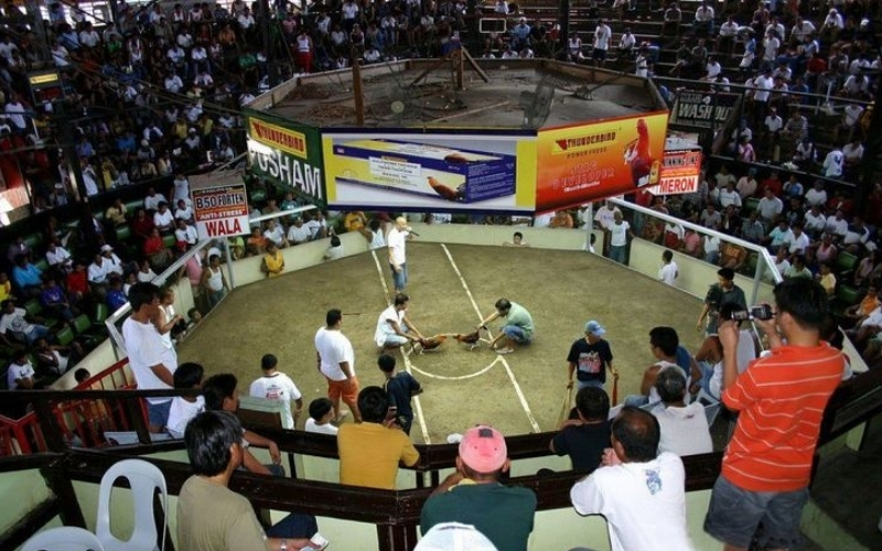 Biến động lưu lượng tại các trường gà Thomo: Xu hướng mới đầu năm 2026.