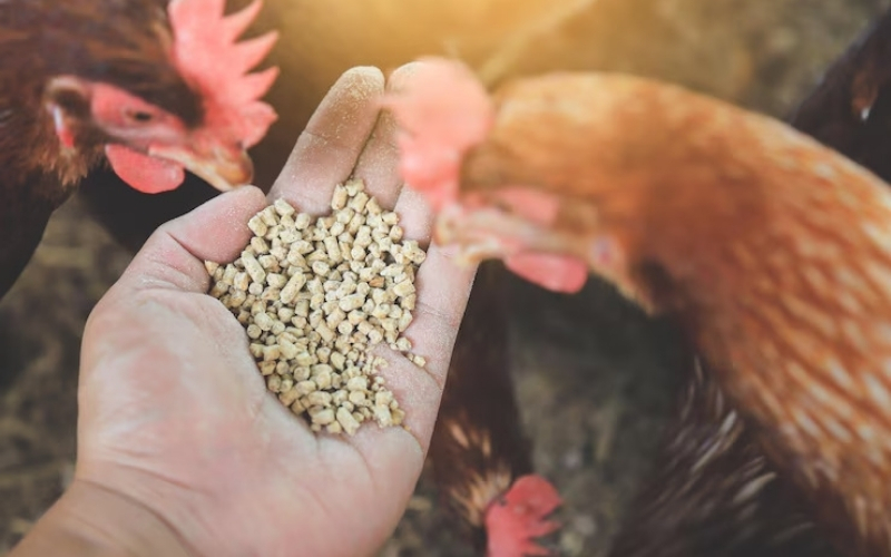 Bổ sung protein từ nguồn thức ăn tươi sống