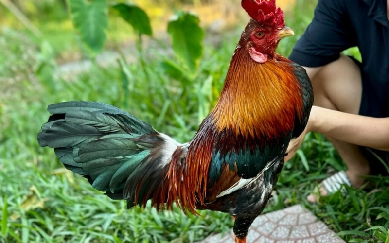 Chế độ dinh dưỡng đặc biệt cho gà trong giai đoạn tập luyện